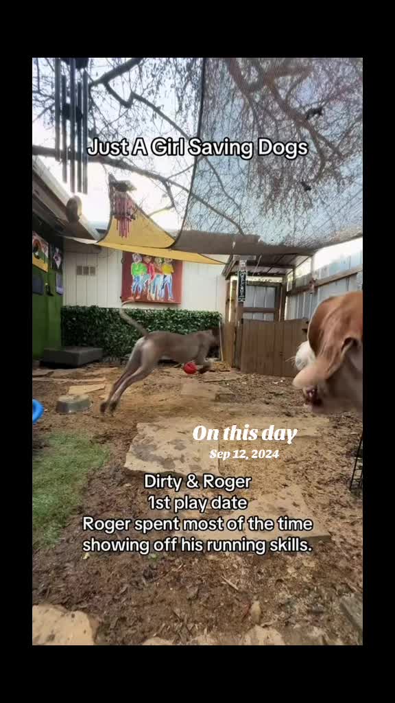 @Just A Girl Saving Dogs