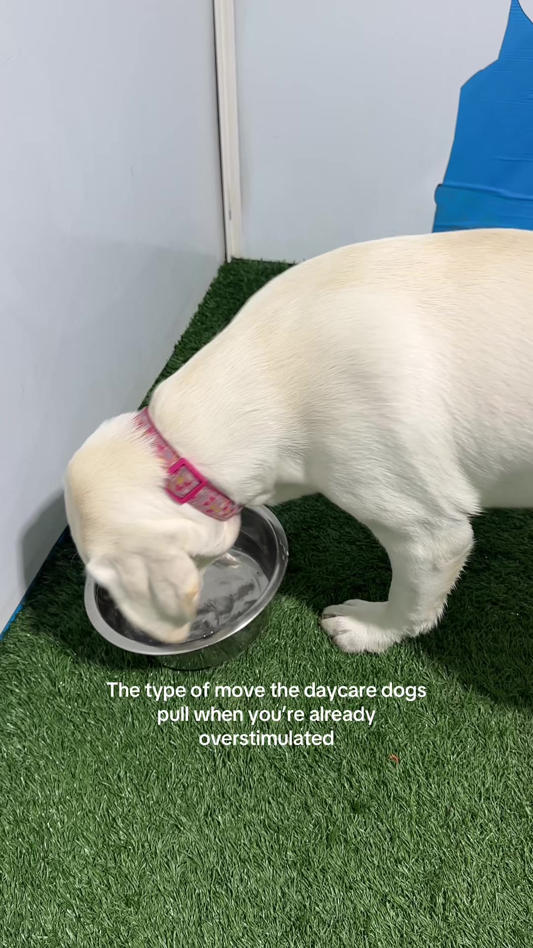 @Camp Canine Toronto