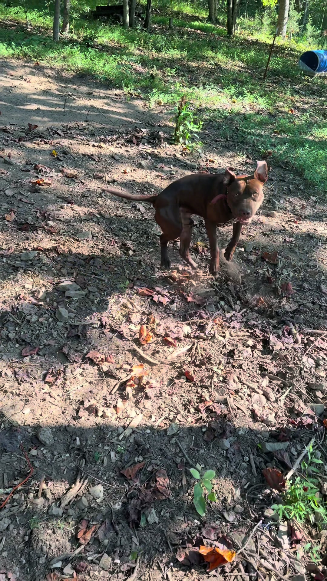 @WorldGoneMadKennels