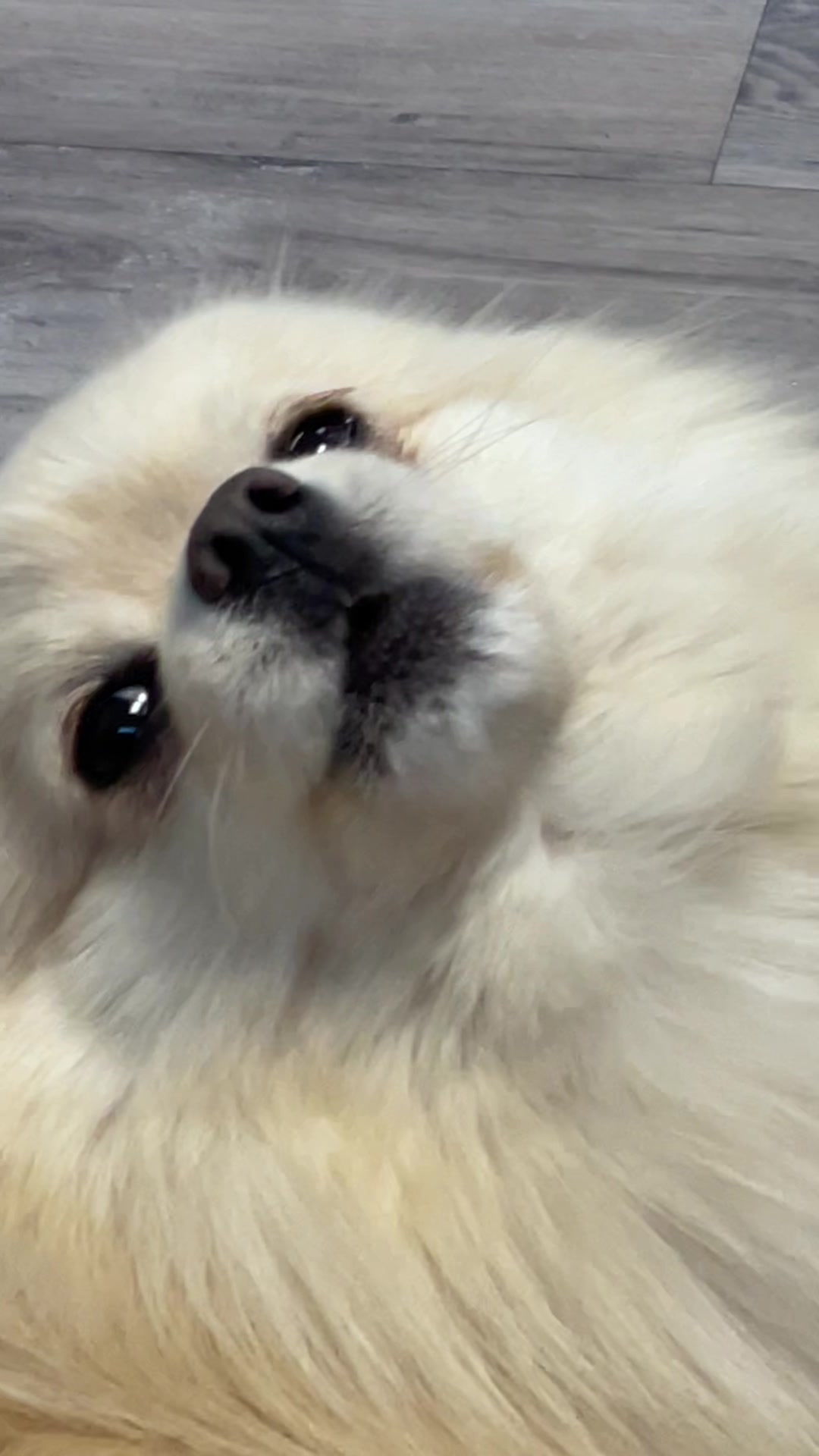 @beingmilothepom