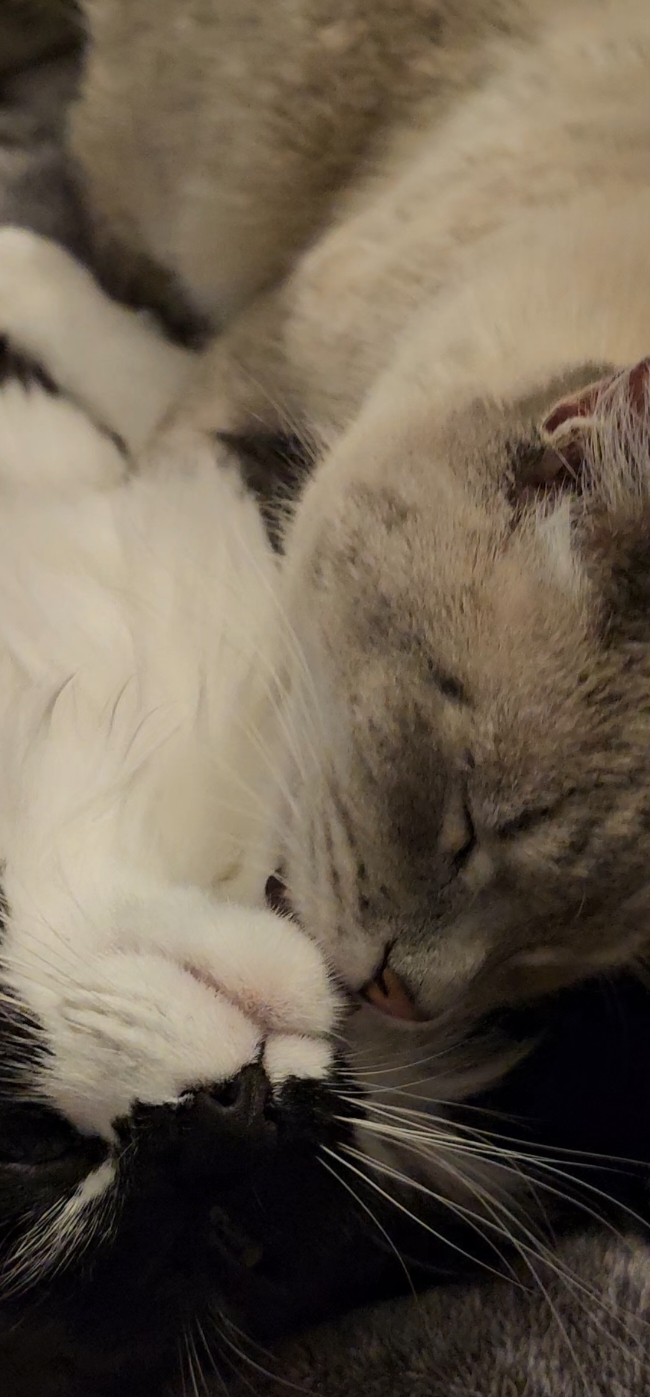 @🐾Mama Meow🐾