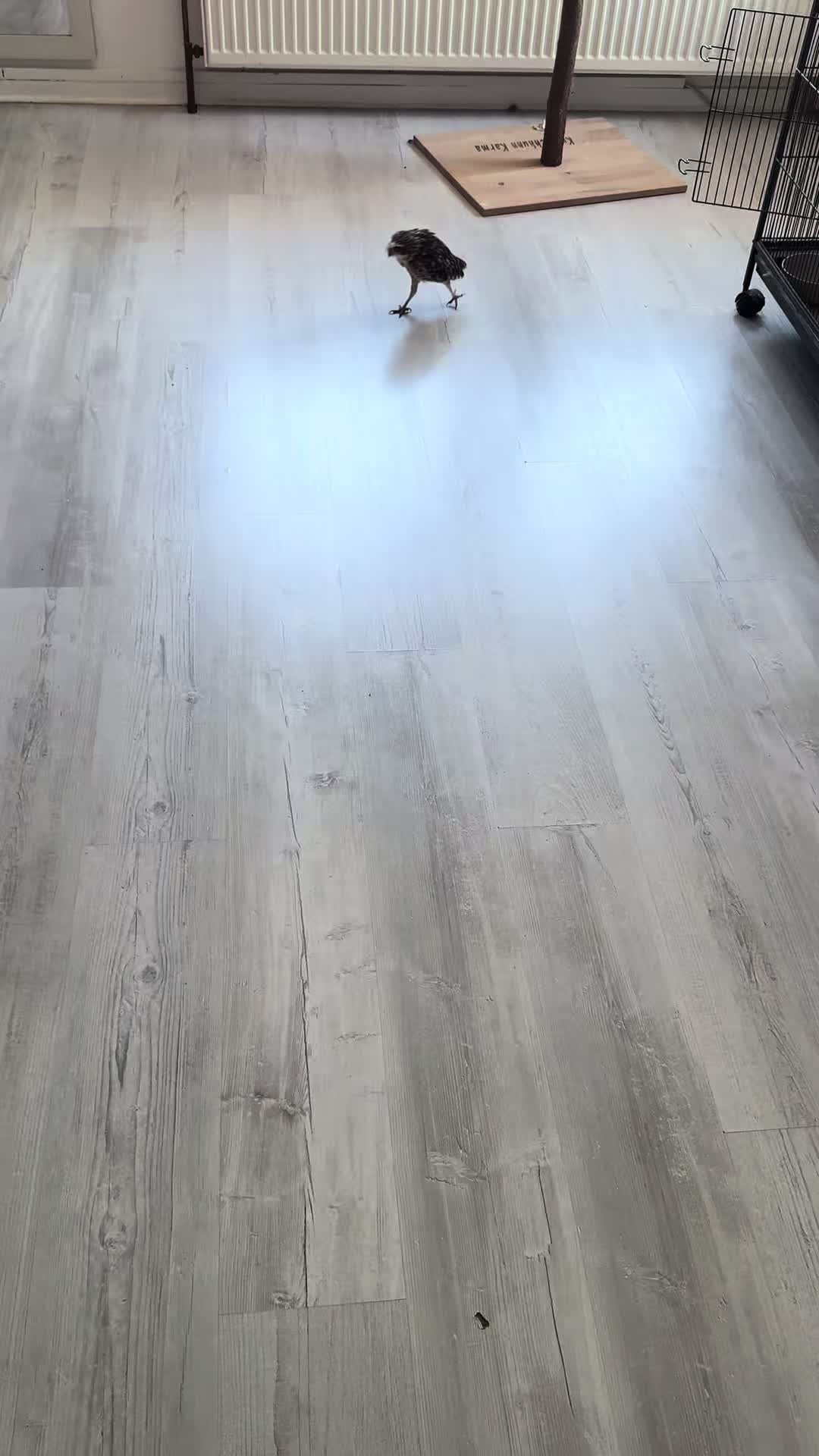 @Kreischhuhn Karma 🦉
