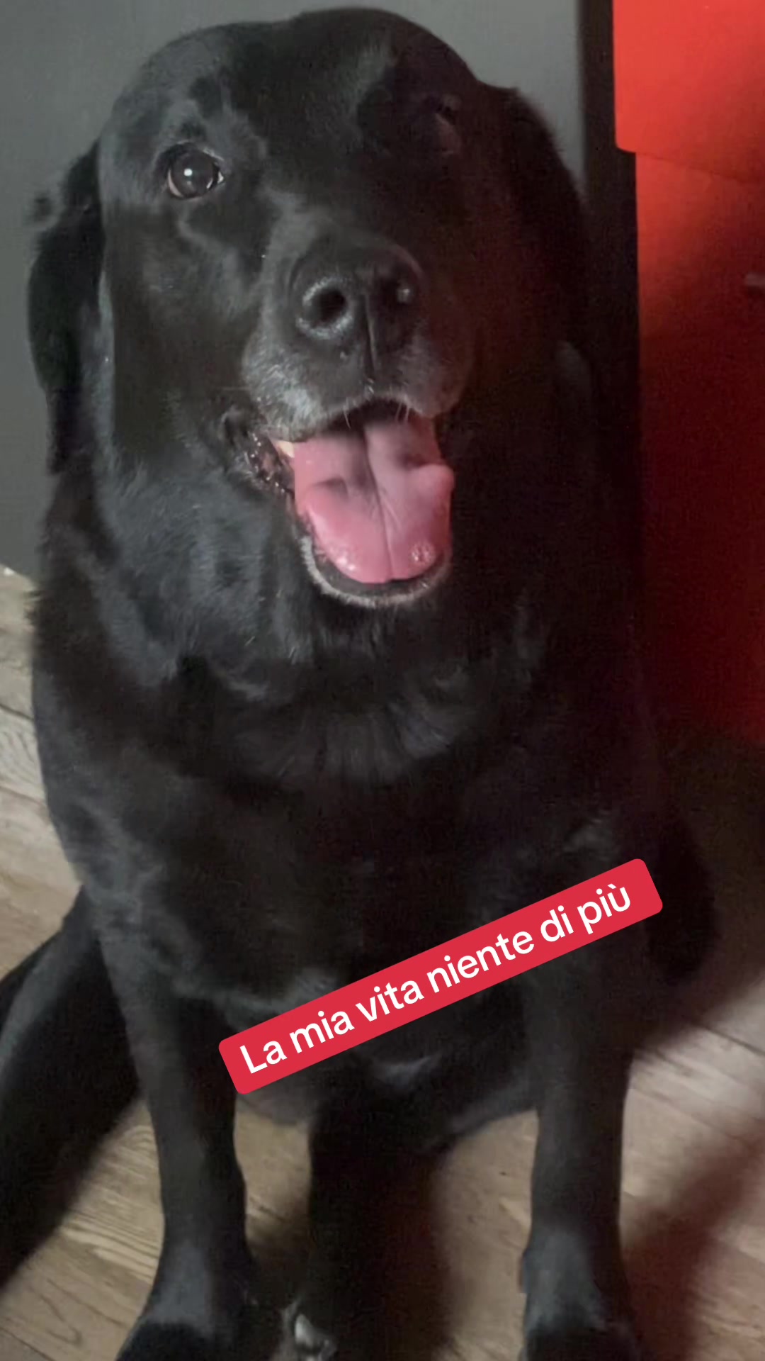 @Gra_Lagra_👑