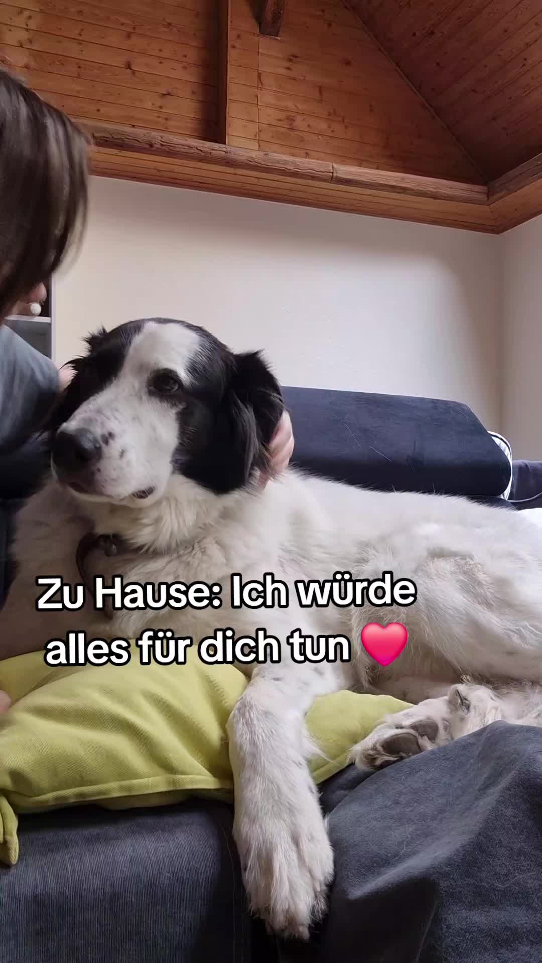 @Vino 🐶