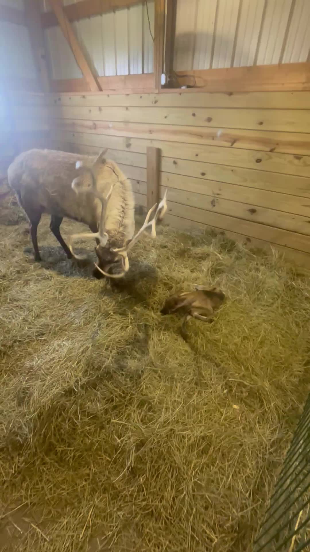 @Reindeer Randy