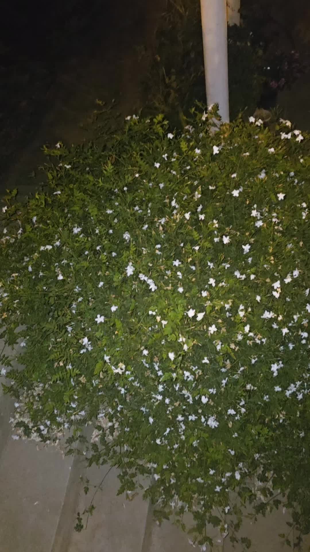 @رنوش الحلبية