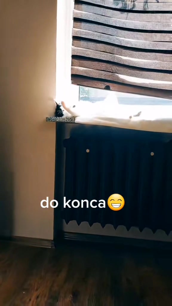 @koci świat 🐈⬛🐈⬛🐈⬛