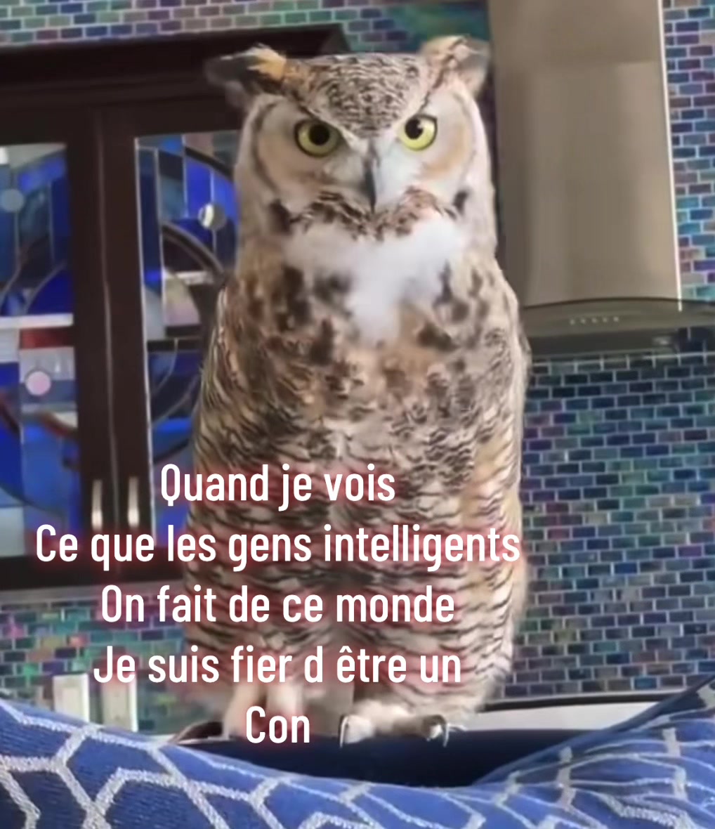 @hibou débrouillard
