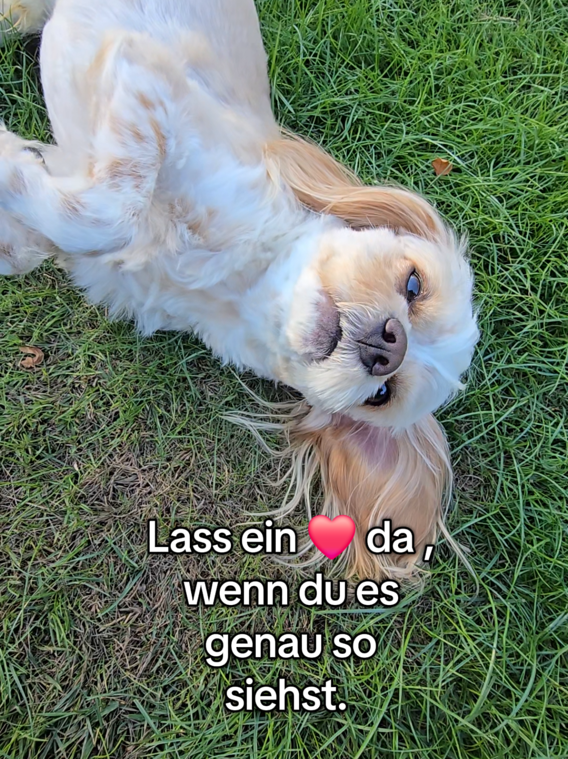 @Jazzy&Oscar's Hundeblog