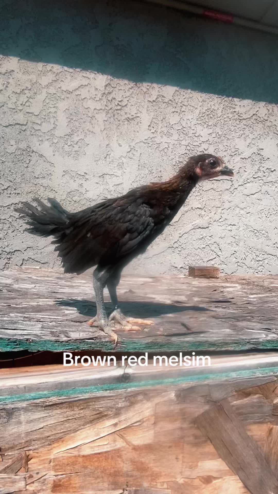 @A.MENDOZA.FARM.USA 74HWY