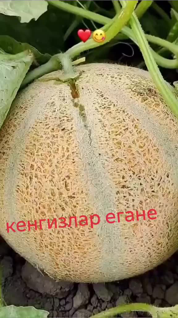 @Расулбек
