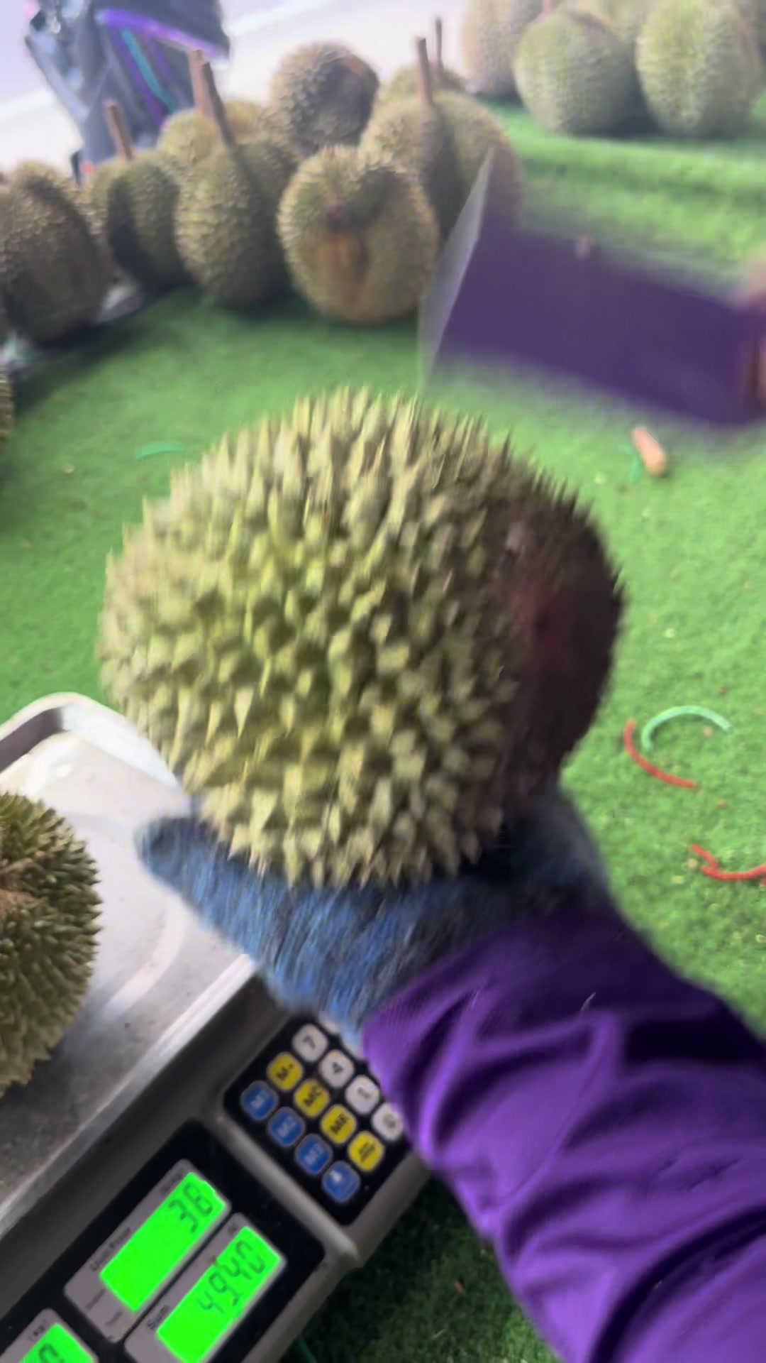 @Durian Batu 6