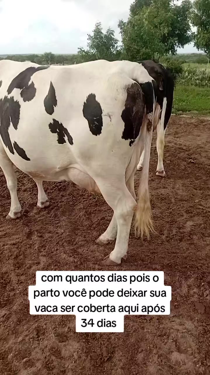 @jocriador