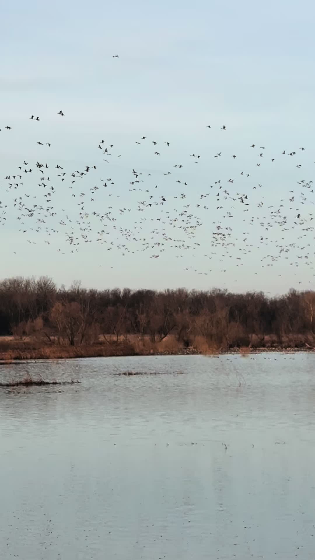 @IA_Bowhunter