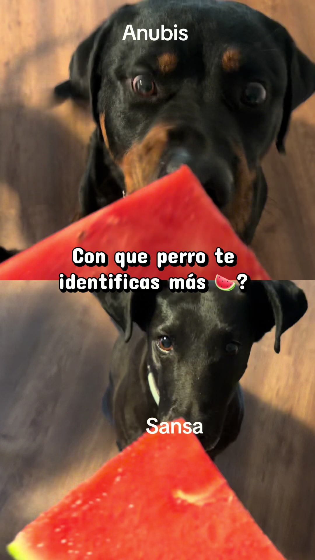 @Anubis y compañía