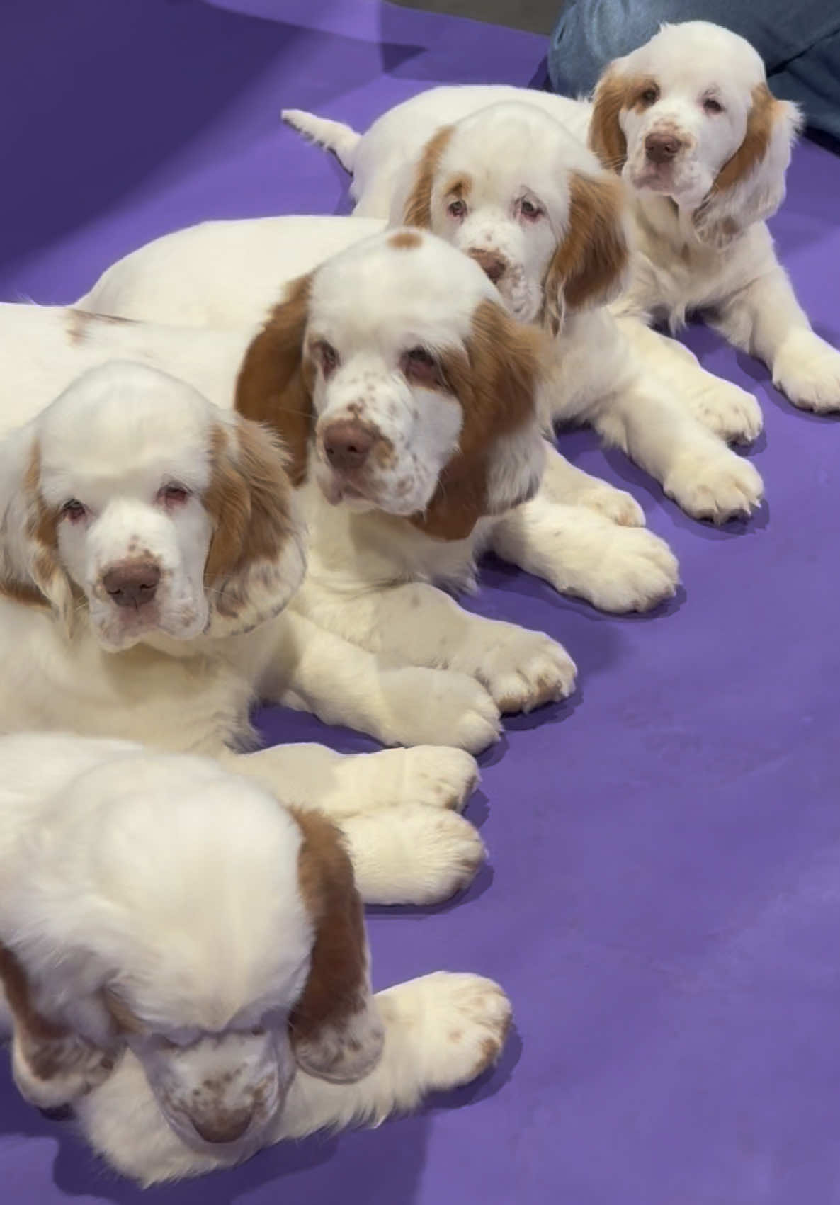 @Rainsway Clumber Spaniels