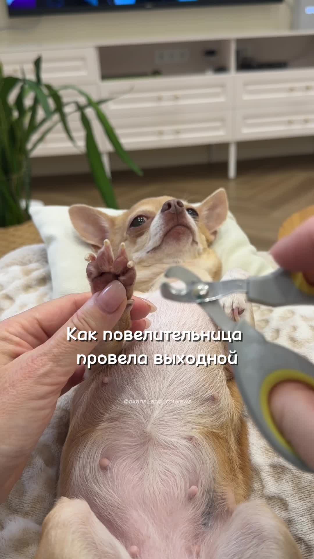 @Оксана & Чихуахуа Бонита