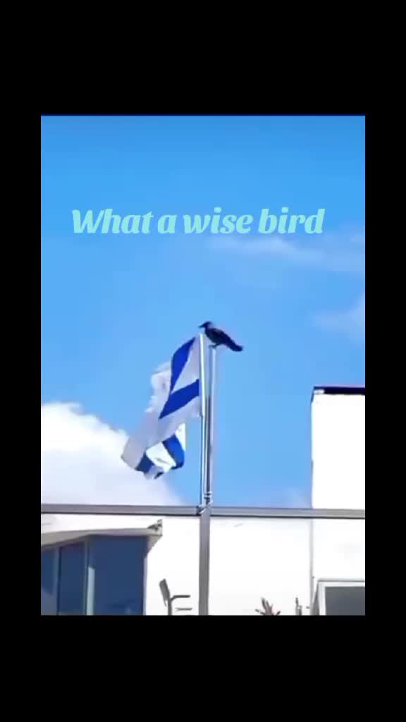 @Wolf81