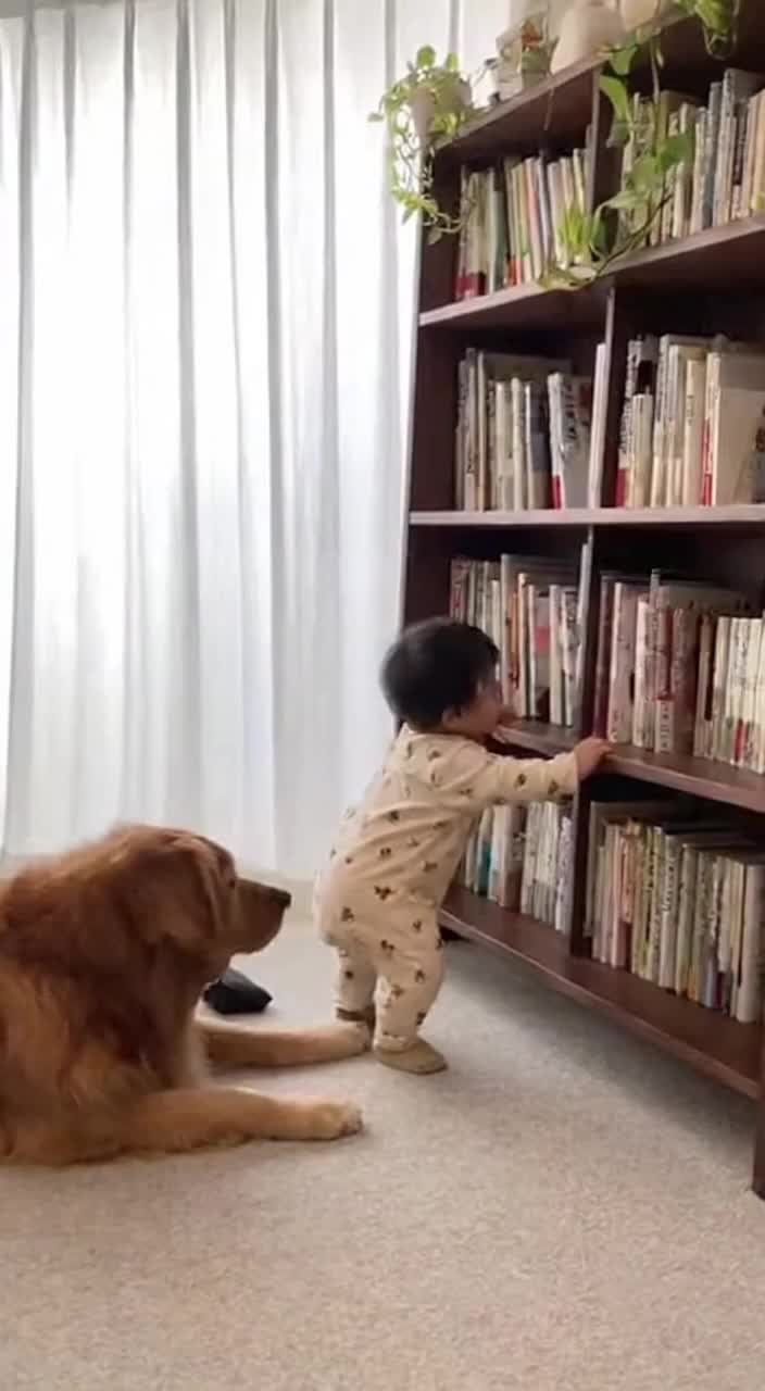 @金色ドリーマー💛犬愛好家