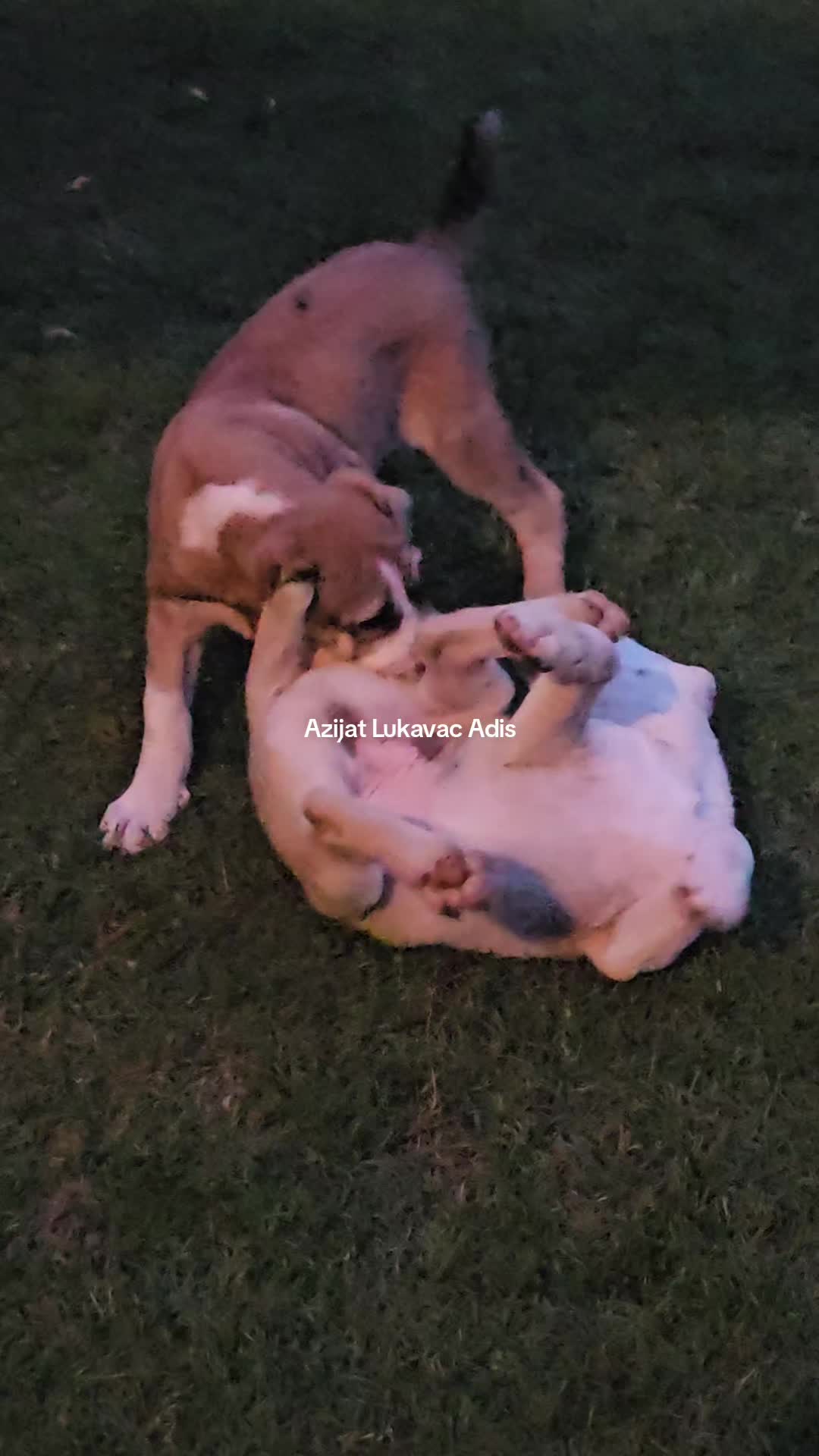 @Alabai Dogs Adis