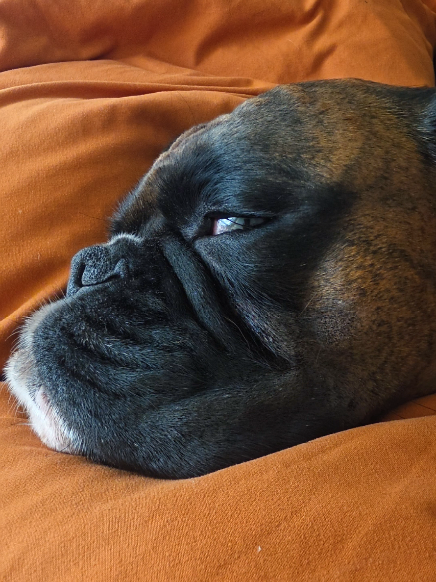 @Clive The Boxer Dog
