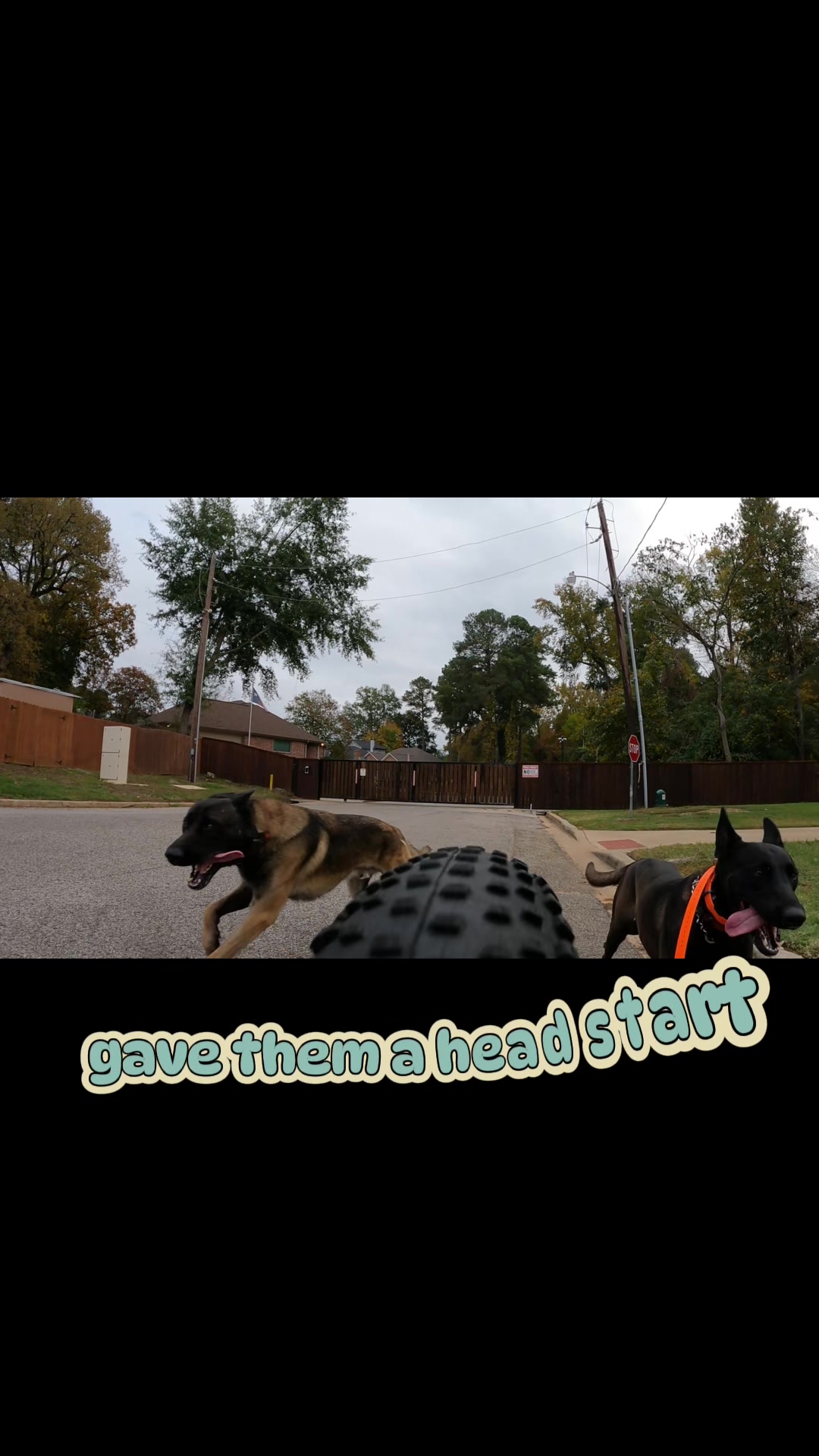 @Malinois Raptor