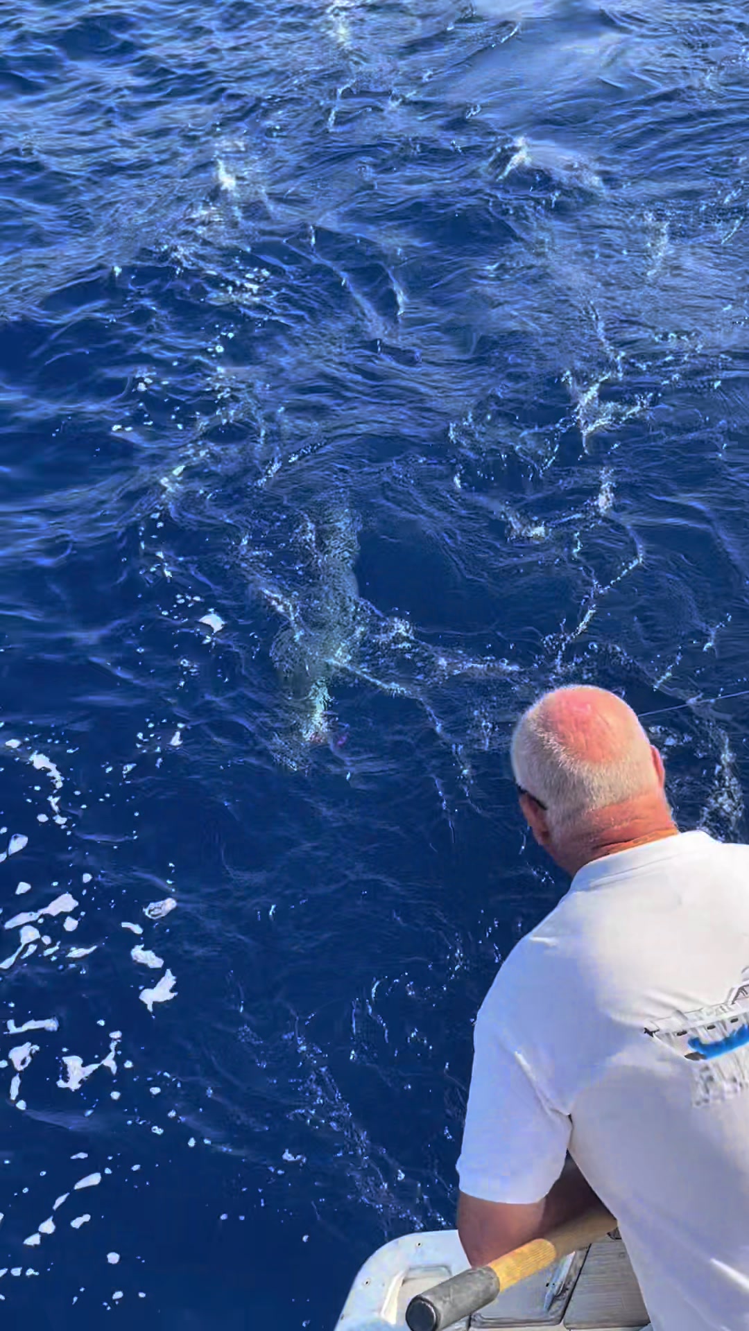 @Flipper II Madeira Fishing