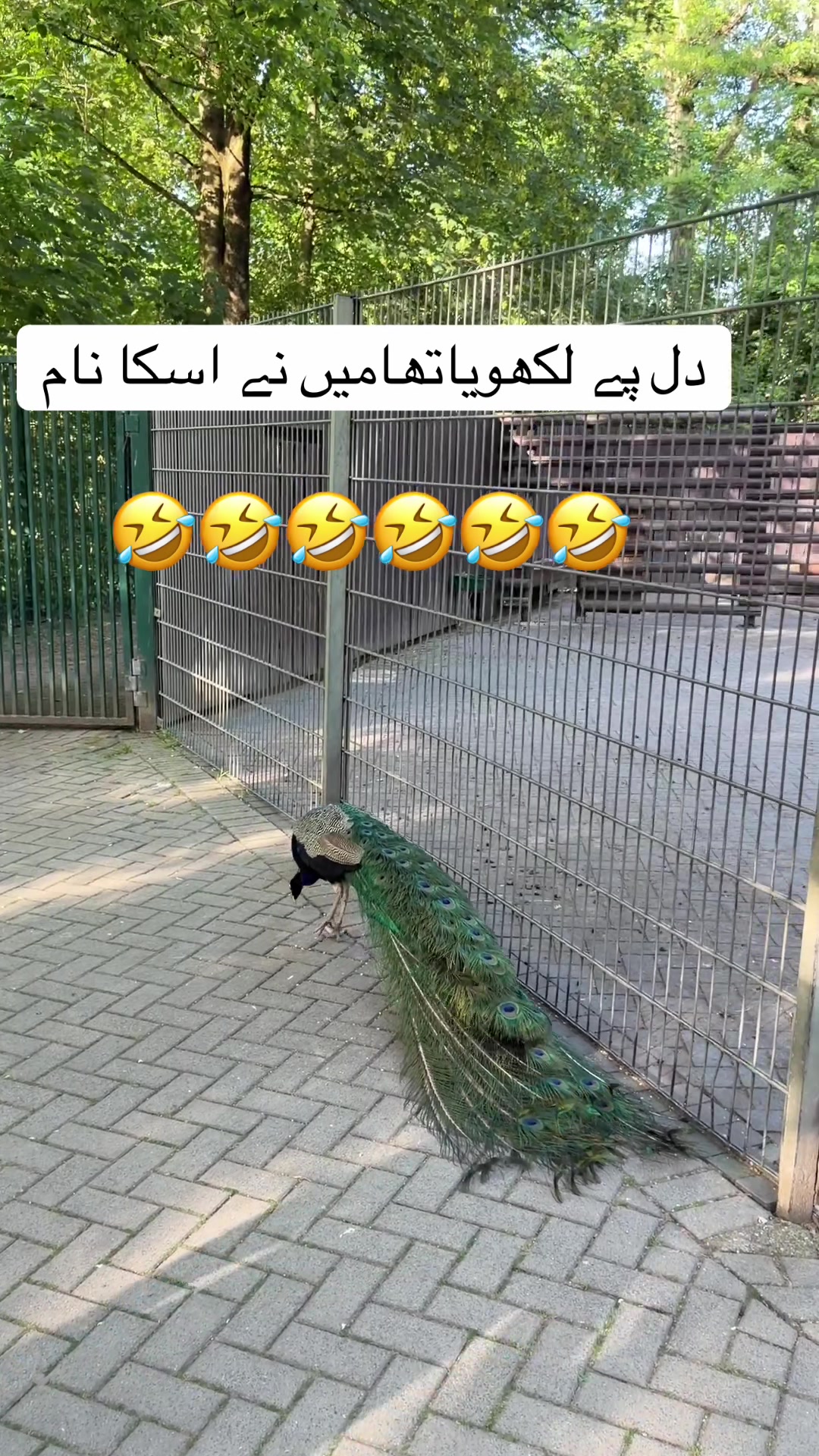 @Nasir87