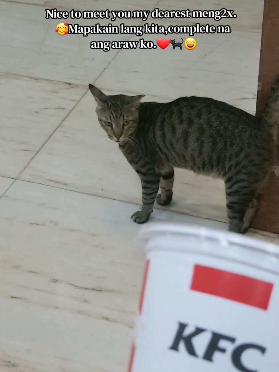 @🐾Feeding Stray Cats Daily🐈⬛