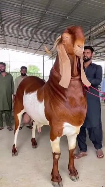 @bazar.khi01