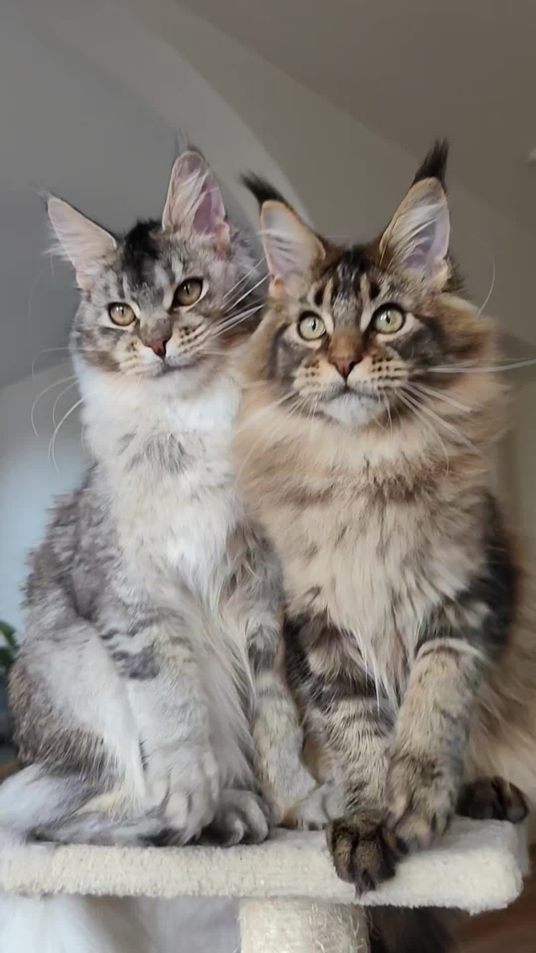@Cattery Of Wild Kingdom