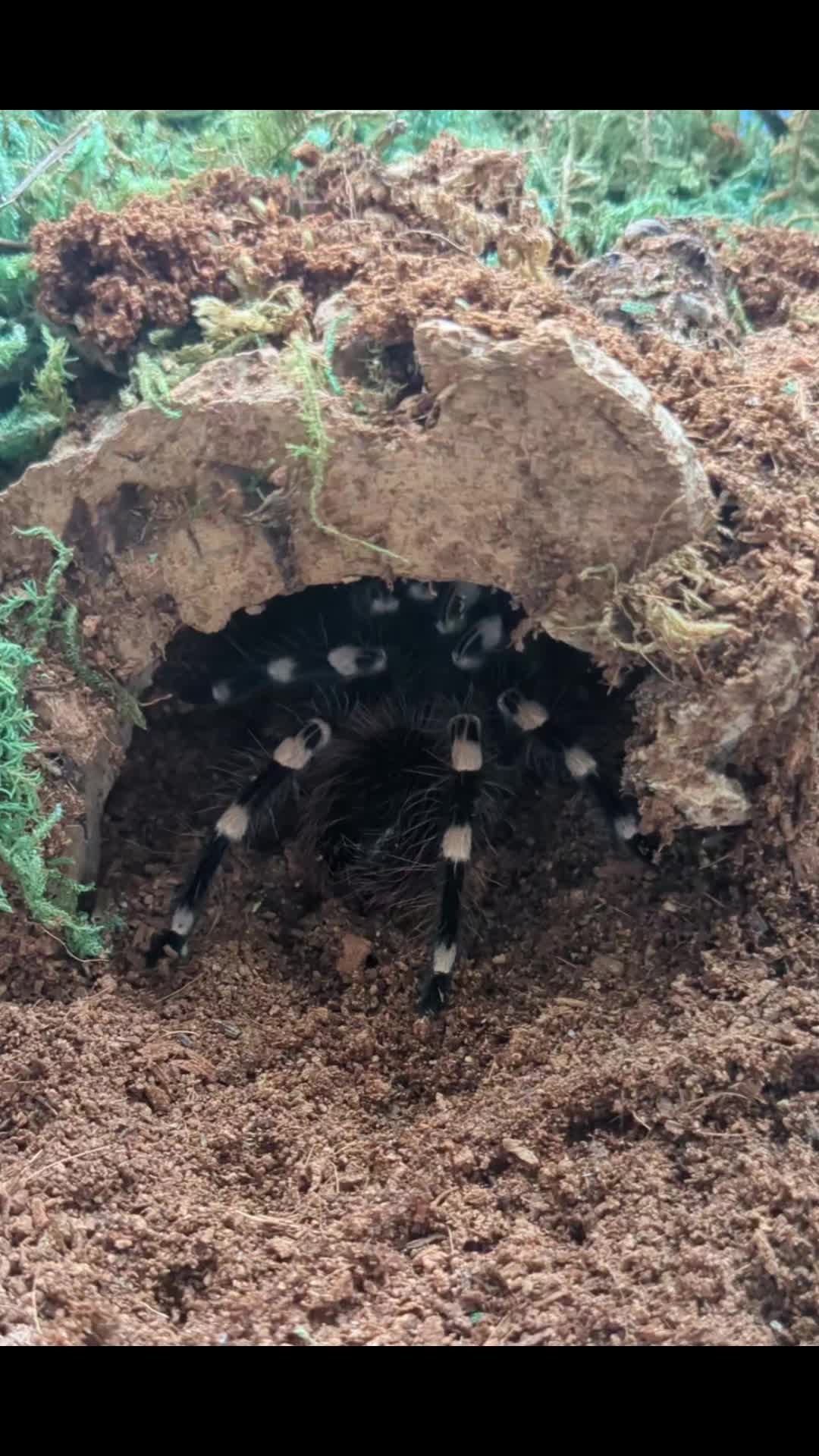 @Eryri Exotics