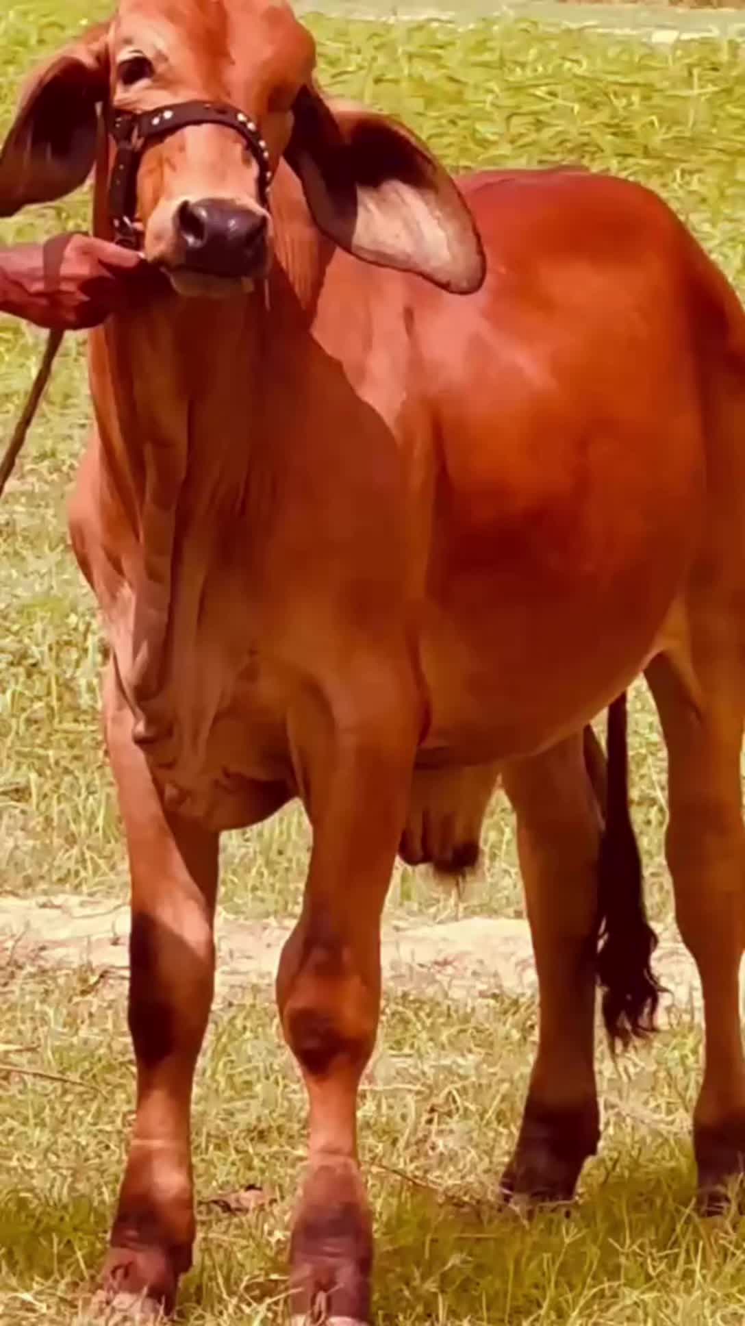 @Raza cattle farm 786