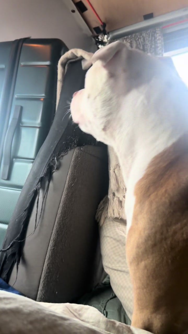 @Nova 💫 & Kairo 🐪🚐🐶