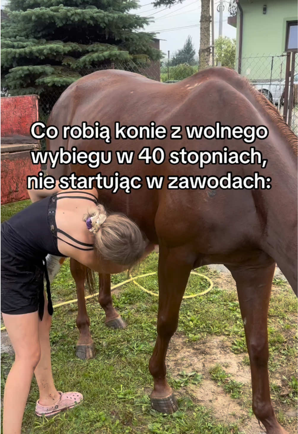 @Harmonia Jeździectwa