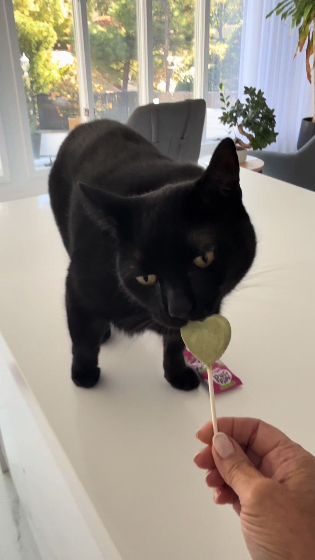 @Oscar Jeremy the cat!