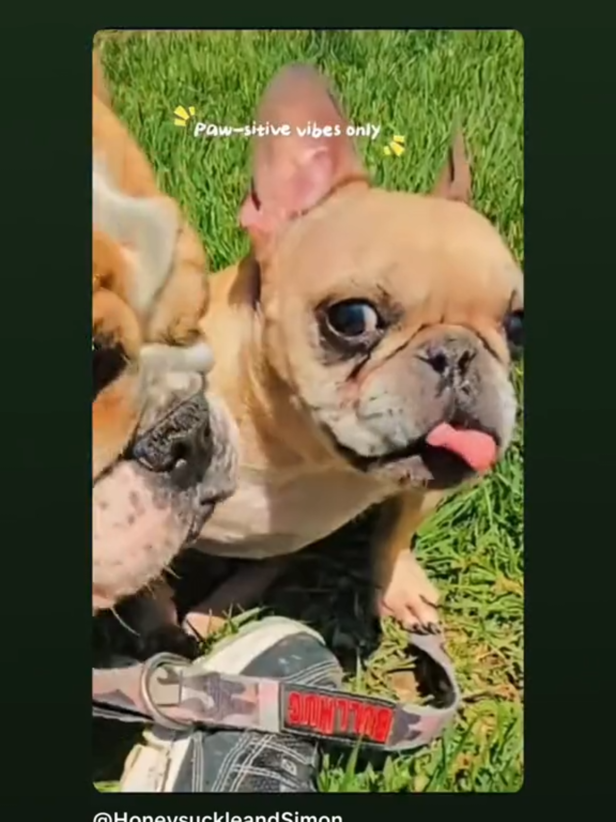 @HoneysuckleandSimon