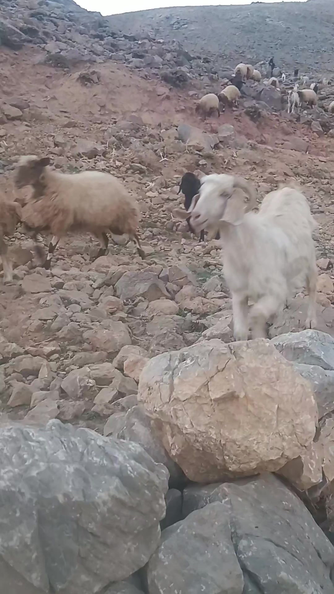 @DAĞCI.46