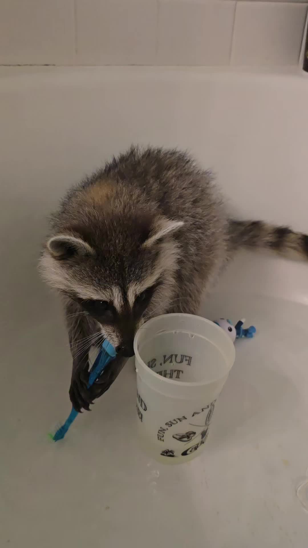 @Roxanne the Raccoon