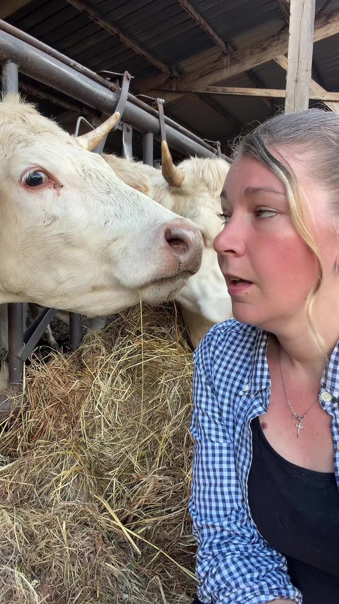 @ᏦᎥᎥᏦᏗᏗ 🌾🚜🐮