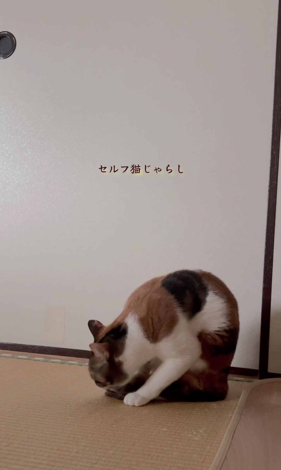 @シチサン