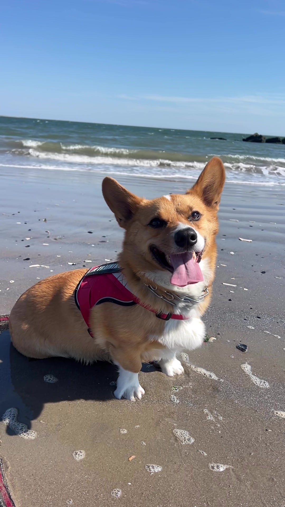 @Cosmo The Cute Corgi