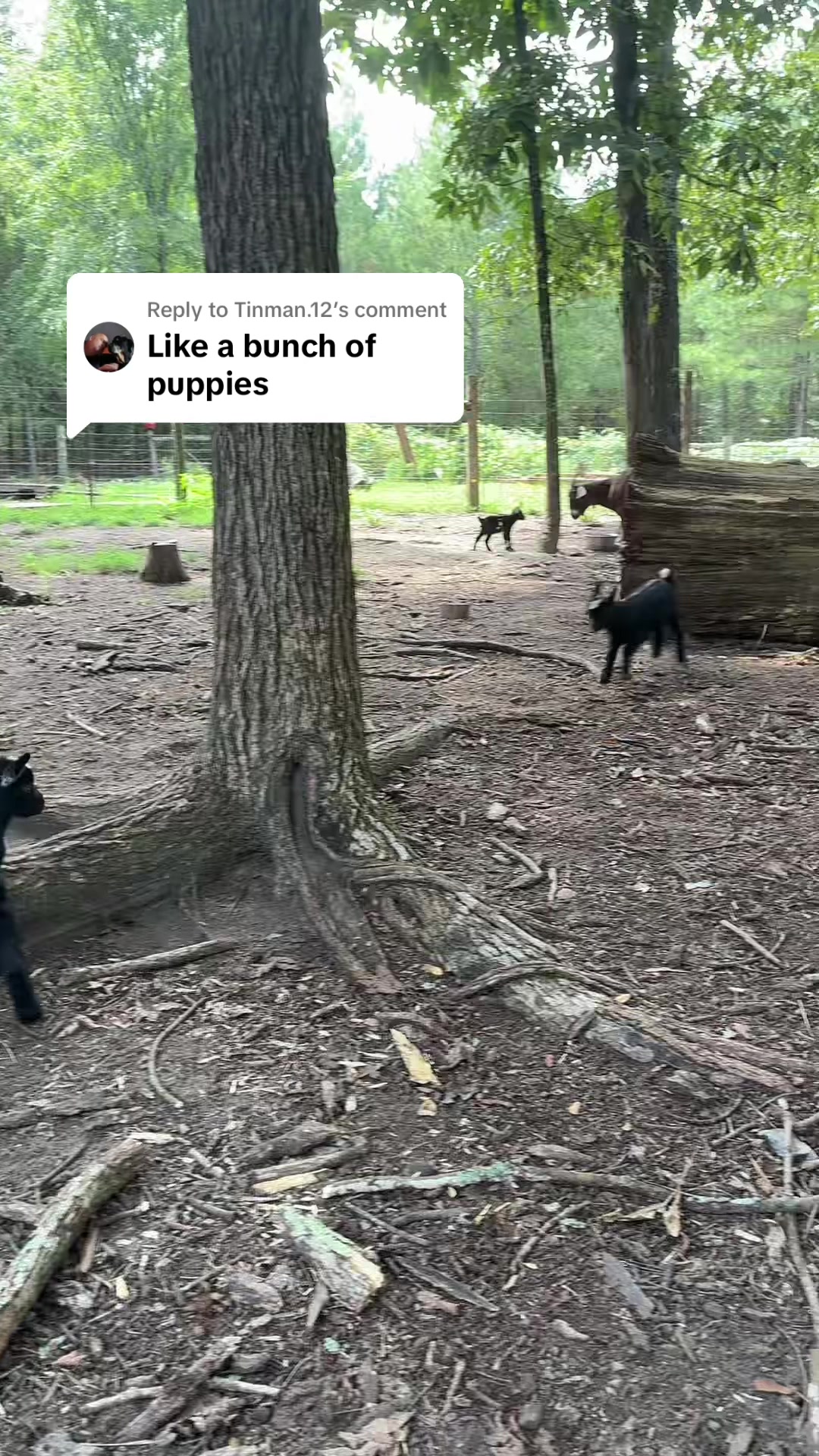 @Gray Acres Homestead