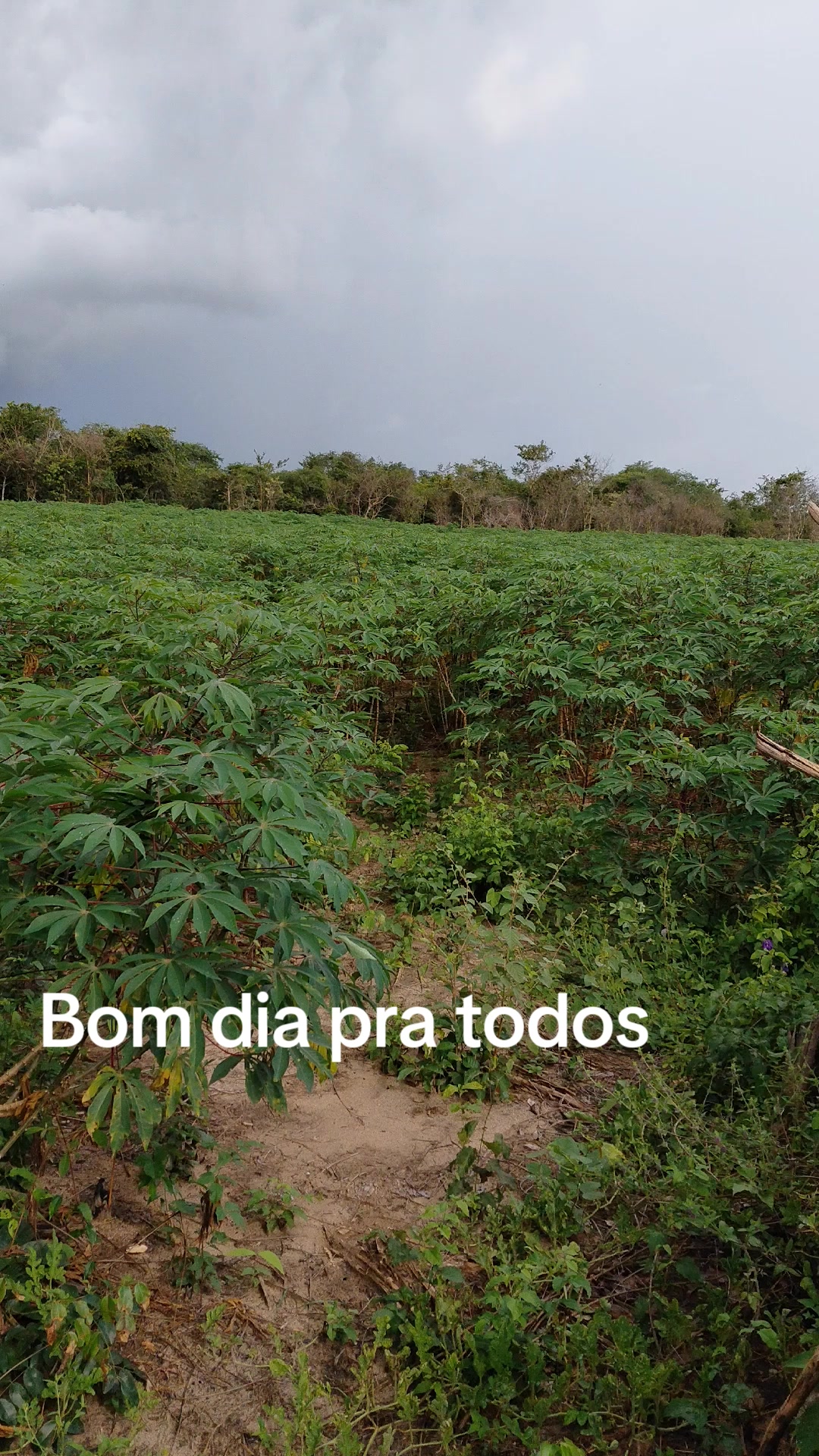 @Joanete