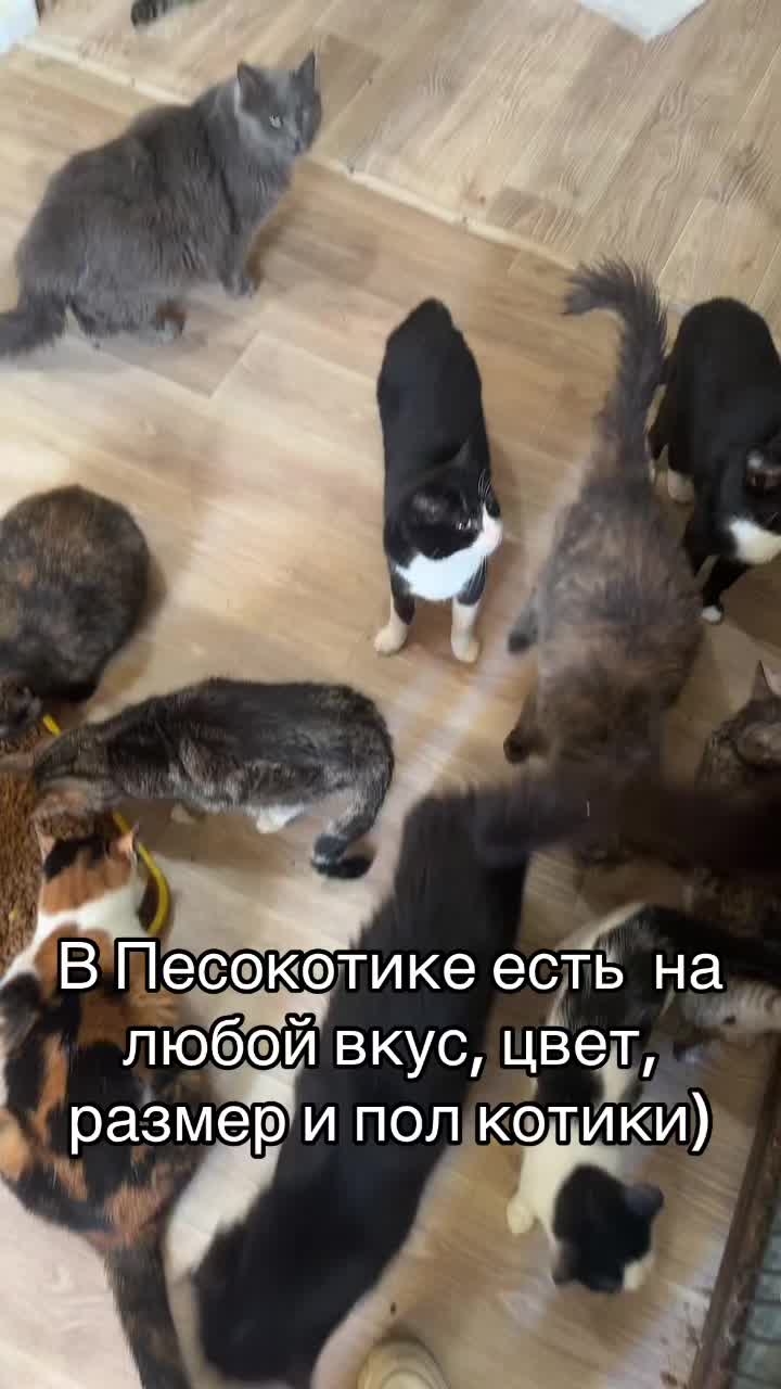 @Директор &laquo;Песокот&raquo;250🐈🐶