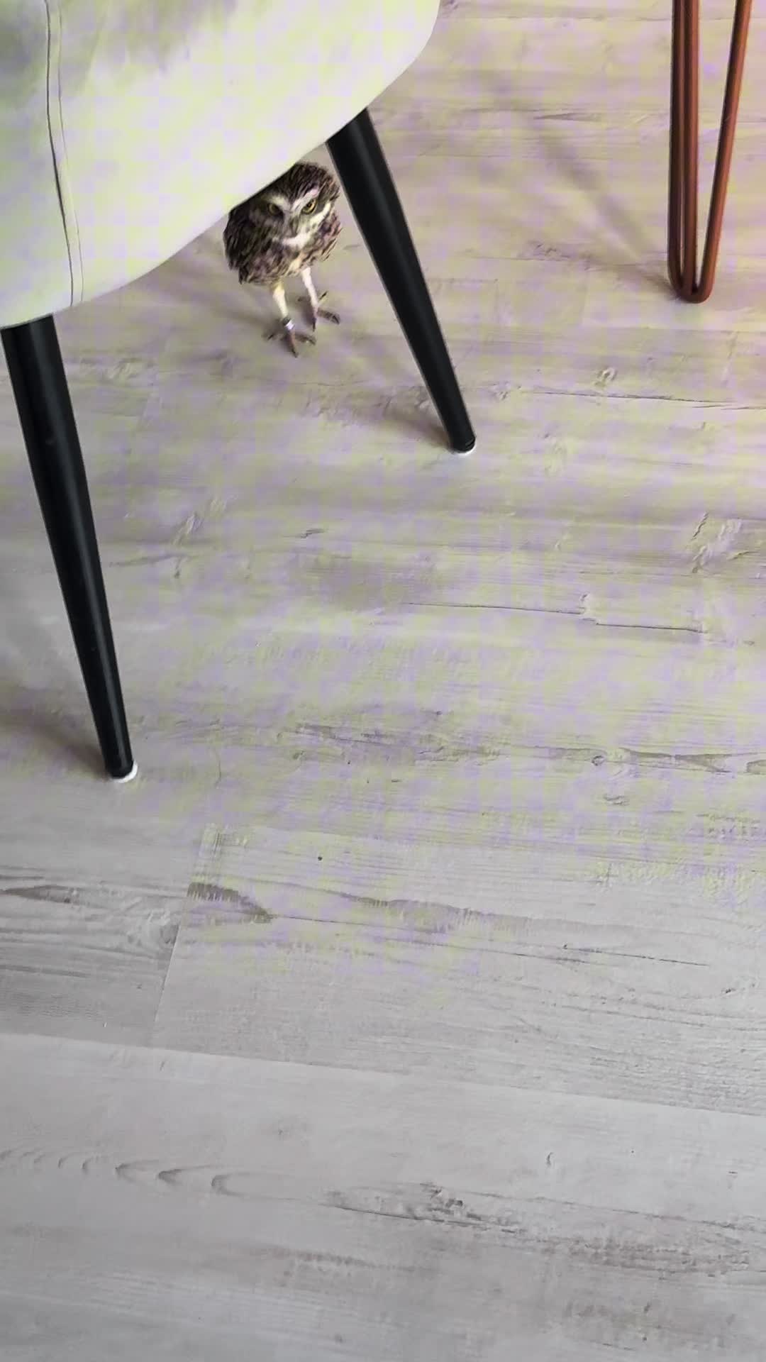 @Kreischhuhn Karma 🦉