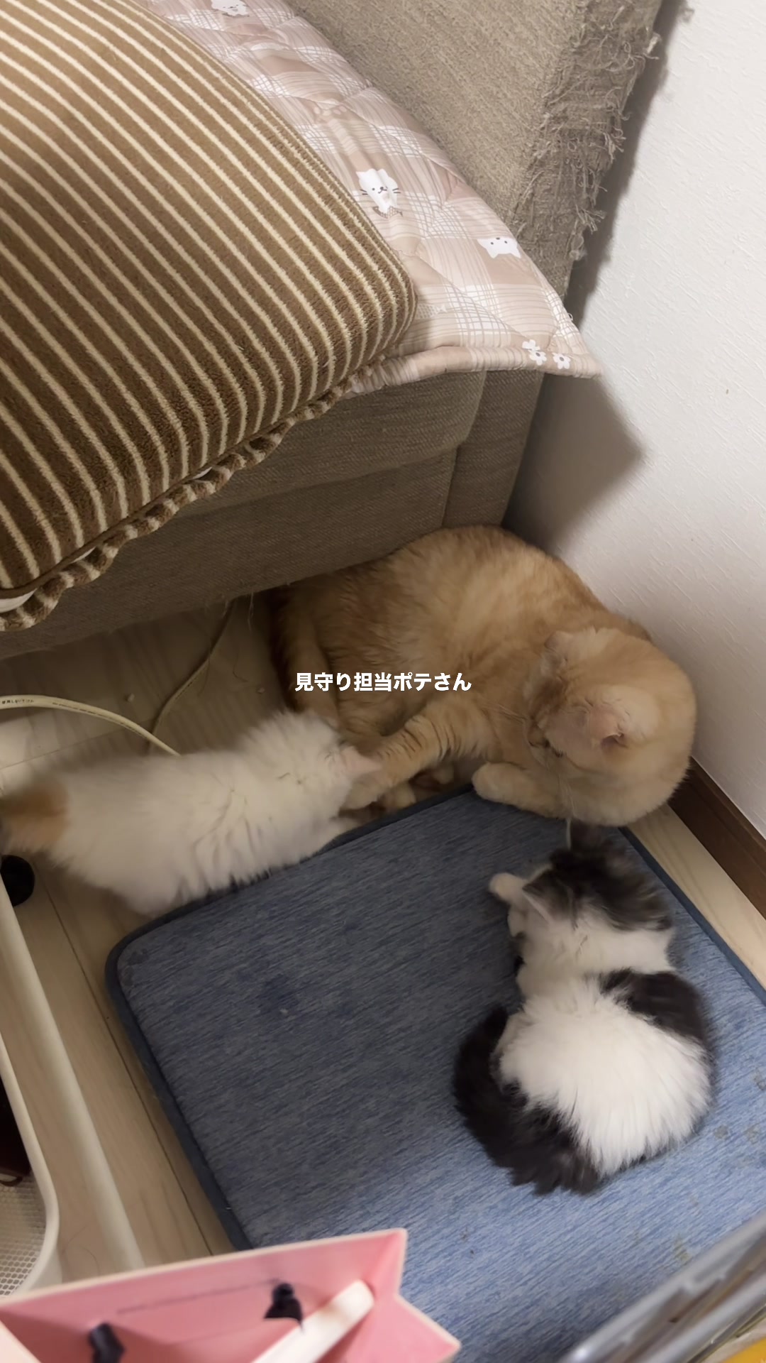 @ワタシの可愛い天使達💘