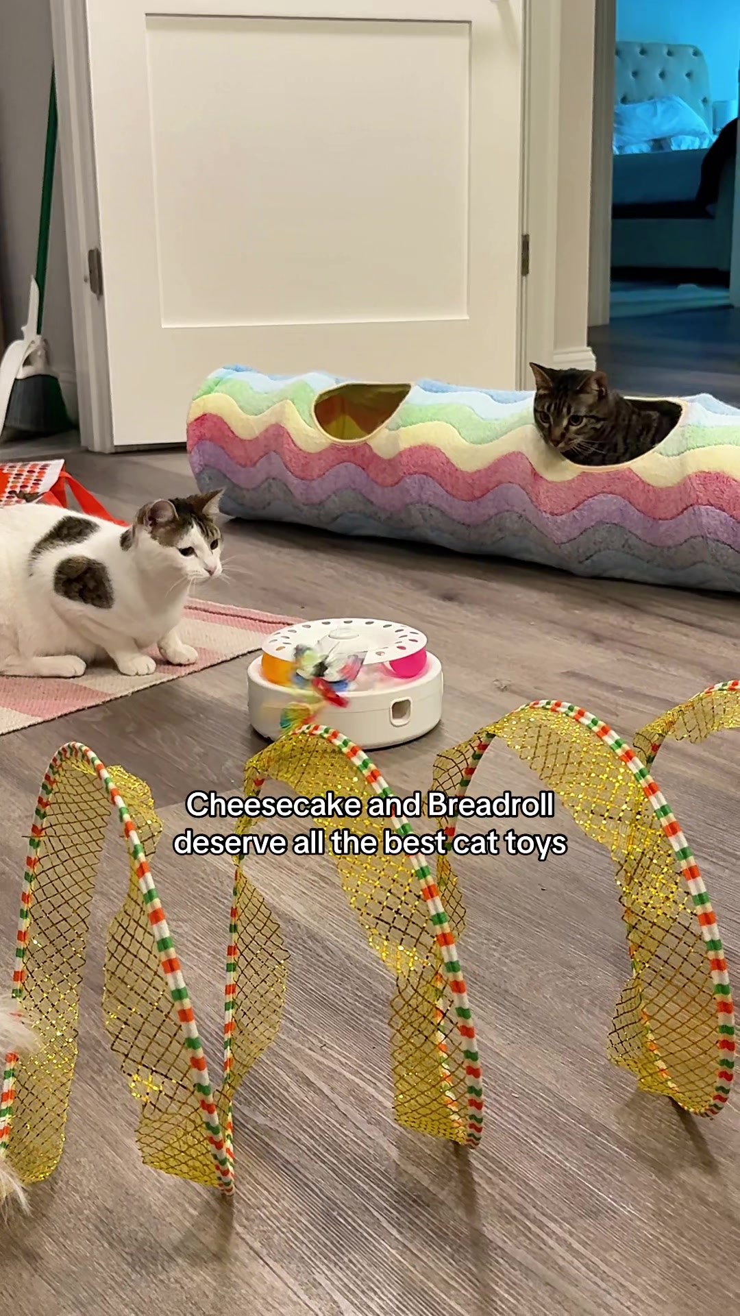 @Auntie Julie - The Cat Sitter
