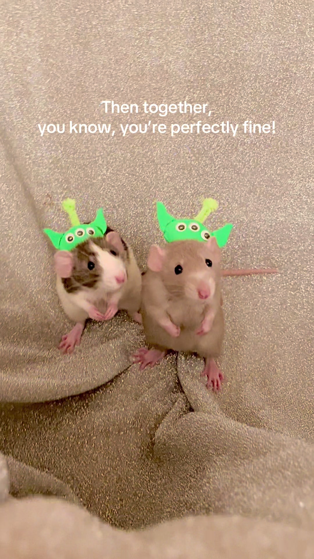 @RatsHaveFeelingsToo