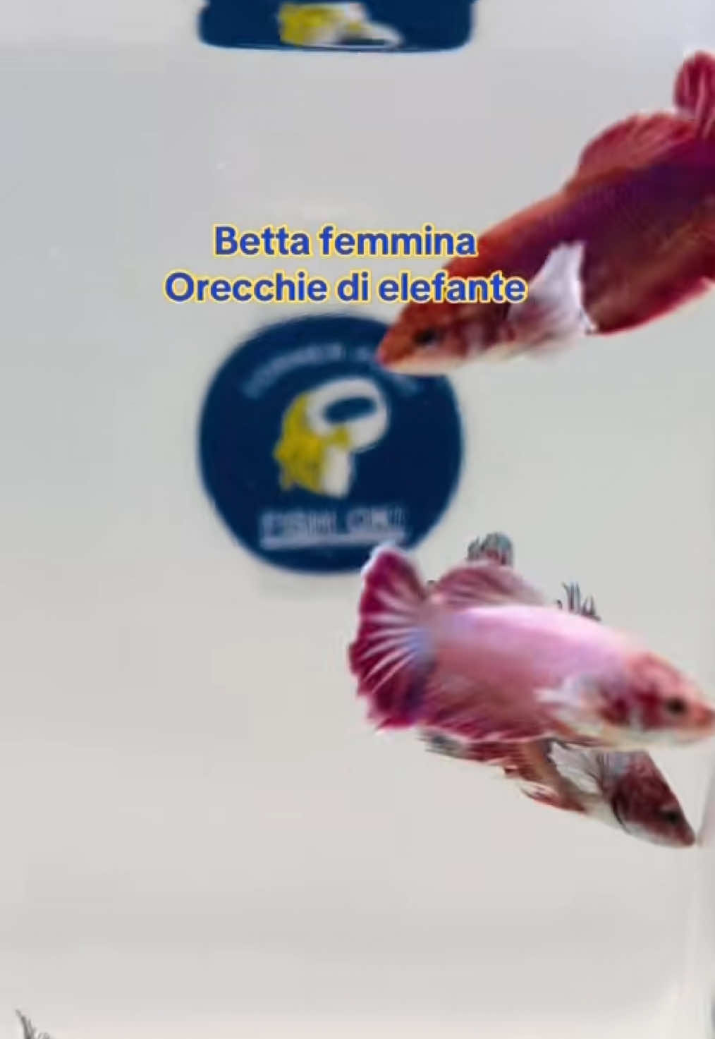 @Fish Ok